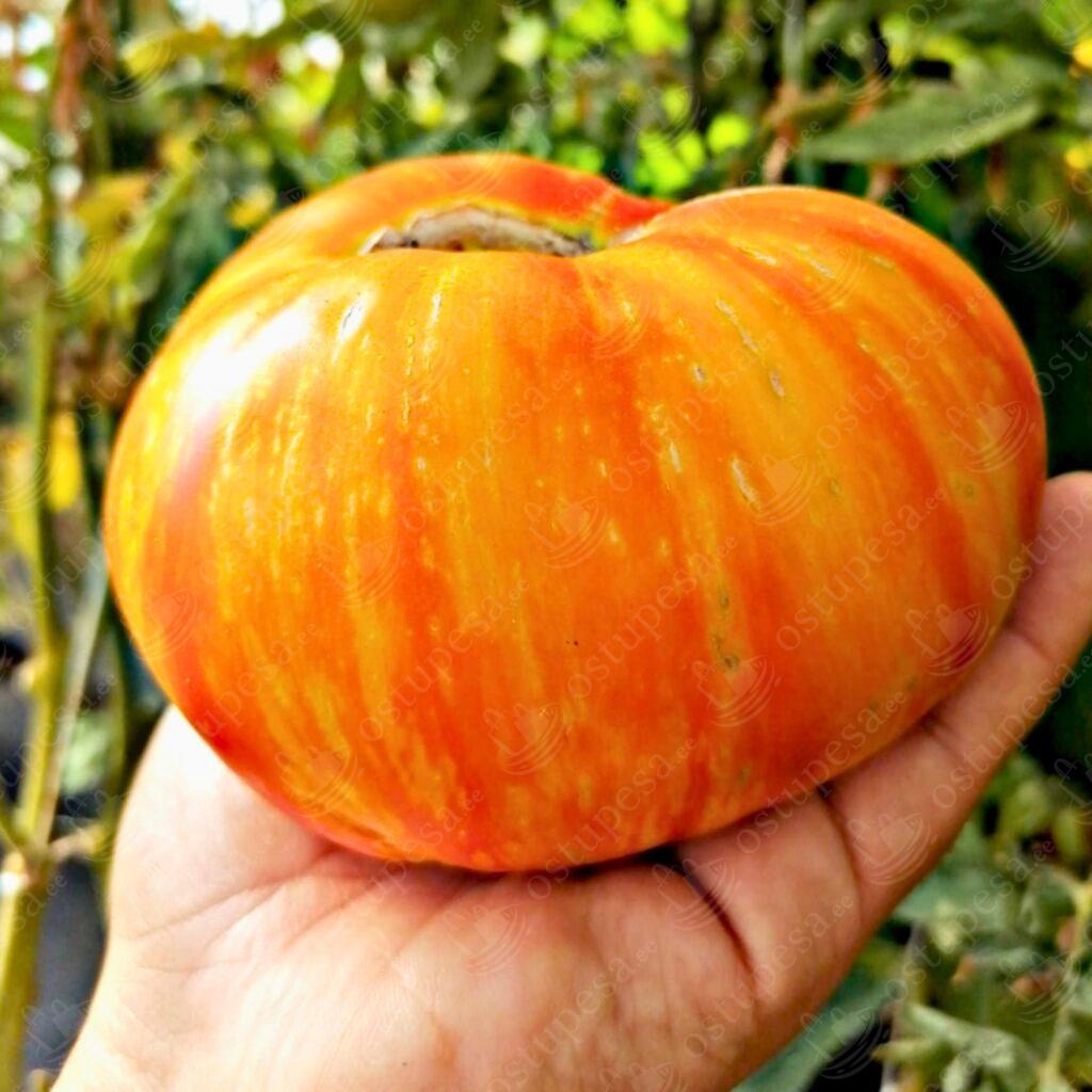 Tomatiseemned “Beauty King”, 10 tk pakis