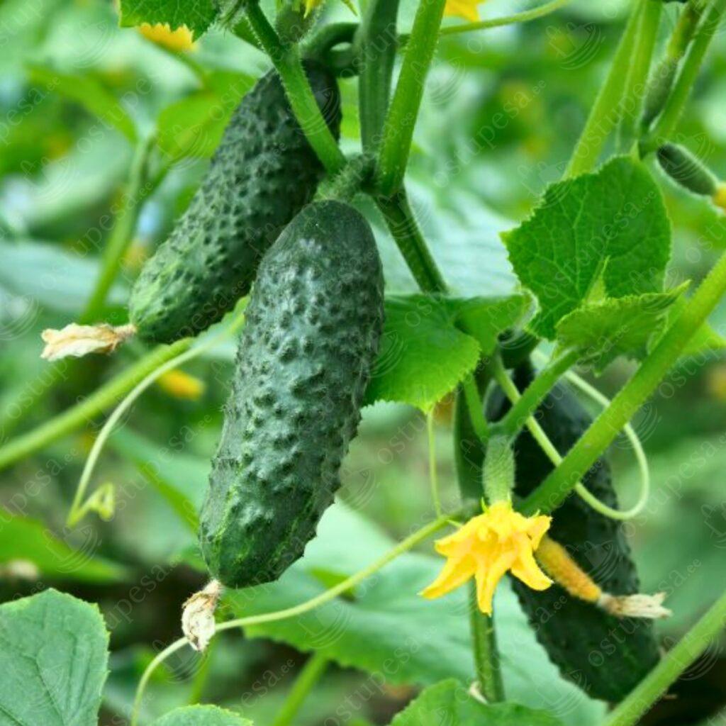 Minikurk “Artemis” F1 seemned