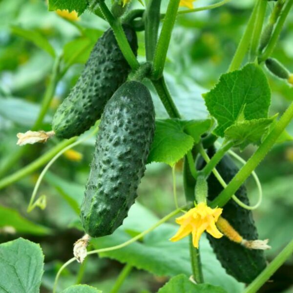 Minikurk "Artemis" F1 seemned, 1,5 g