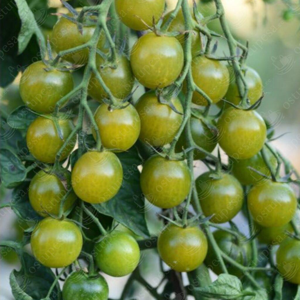 Kirsstomati seemned, Limetto