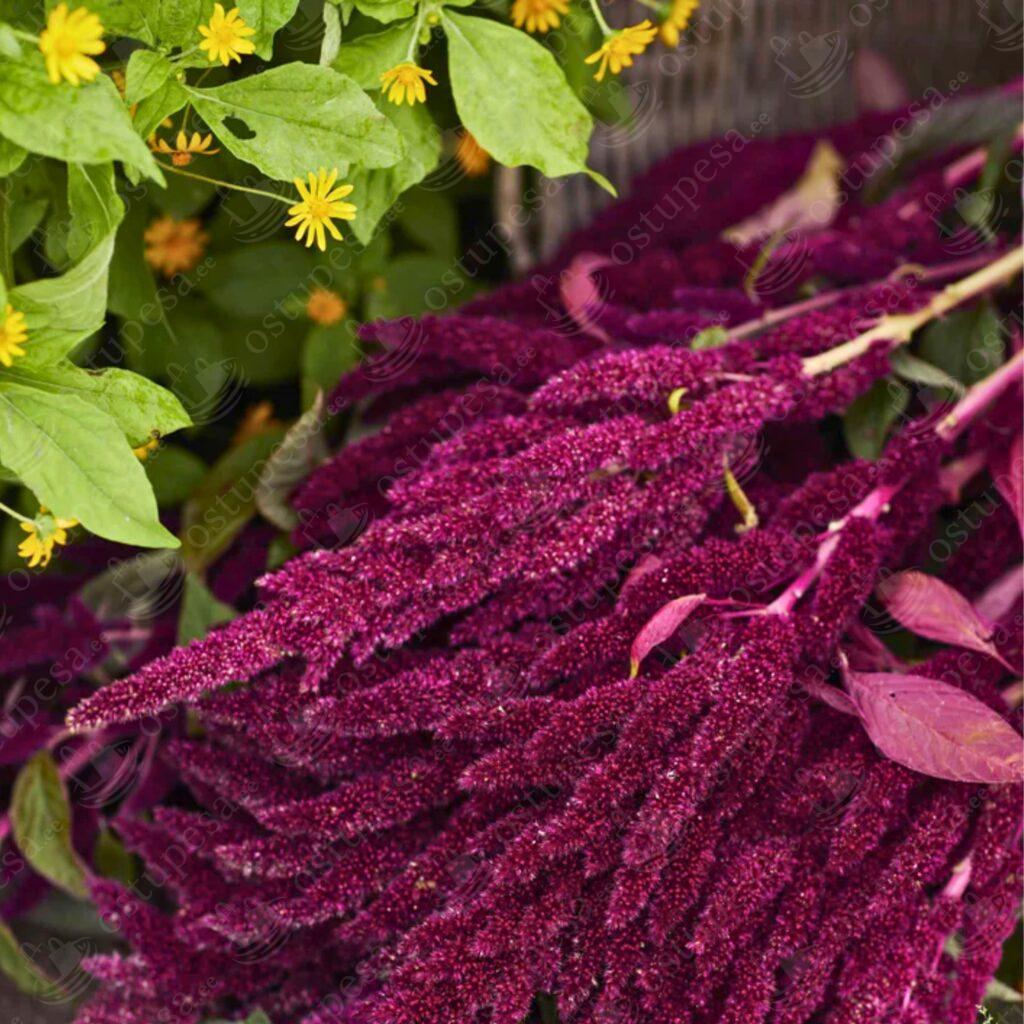 Rebashein “Pygym Torch” seemned