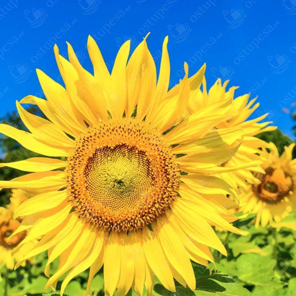 Aiapäevalille “Helianthus annuus” seemned, 2 pakki komplekis