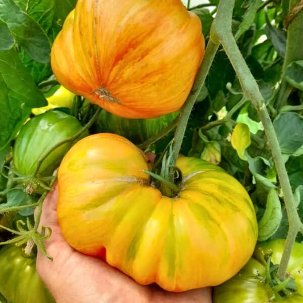 Tomatiseemned "Beauty King", 10 tk pakis