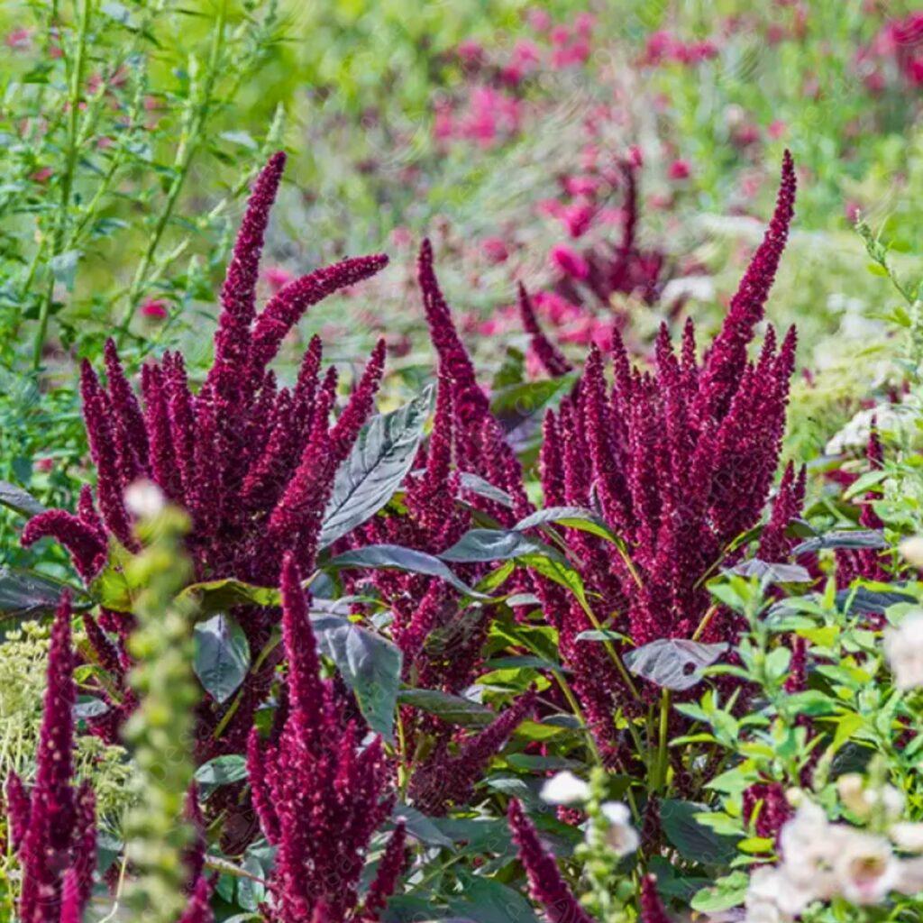 Rebashein “Pygym Torch” seemned