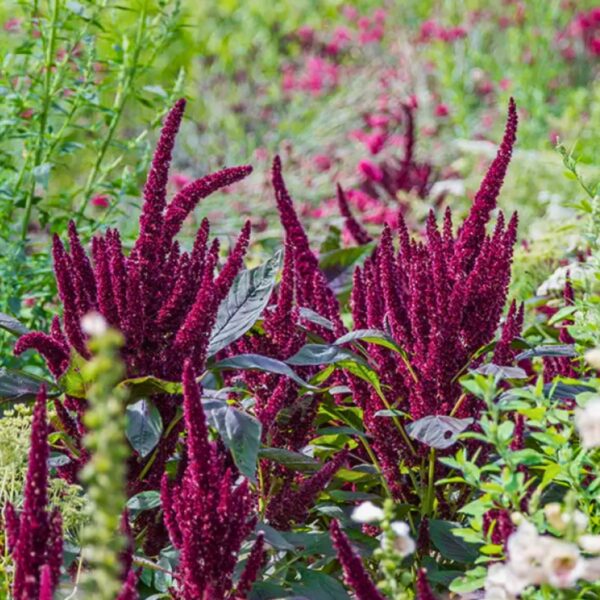 Rebashein "Pygym Torch" seemned, 0,5 g