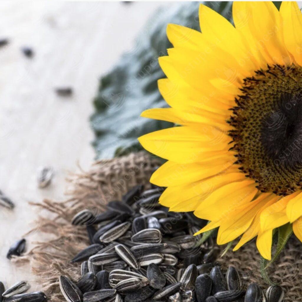 Aiapäevalille “Helianthus annuus” seemned, 2 pakki komplekis