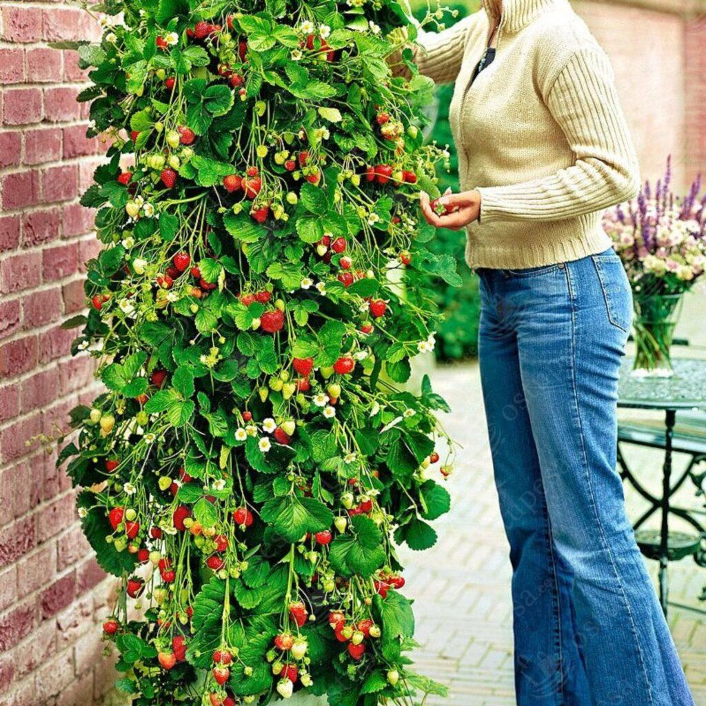 Maasikaseemned, rippuv maasikas Temptation, 2 pakki komplektis