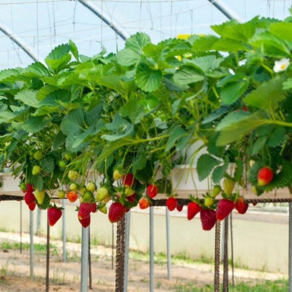 Maasikaseemned, rippuv maasikas Temptation, 2 pakki komplektis