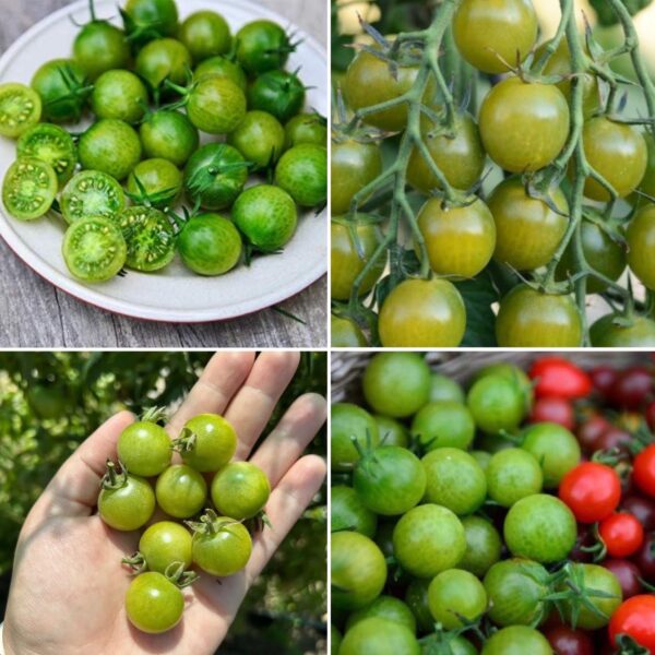 Kirsstomati seemned, Limetto