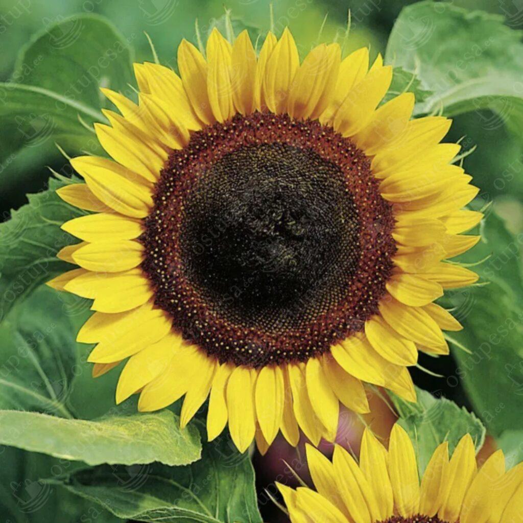 Aiapäevalille “Helianthus annuus” seemned, 2 pakki komplekis