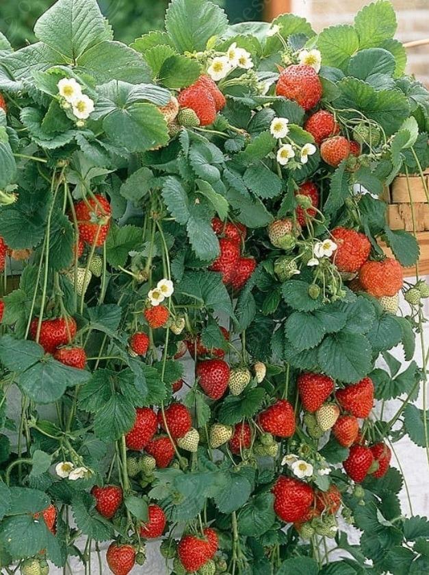 Maasikaseemned, rippuv maasikas Temptation, 2 pakki komplektis