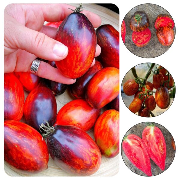 Tomatiseemned "Gargamel", 10tk pakis