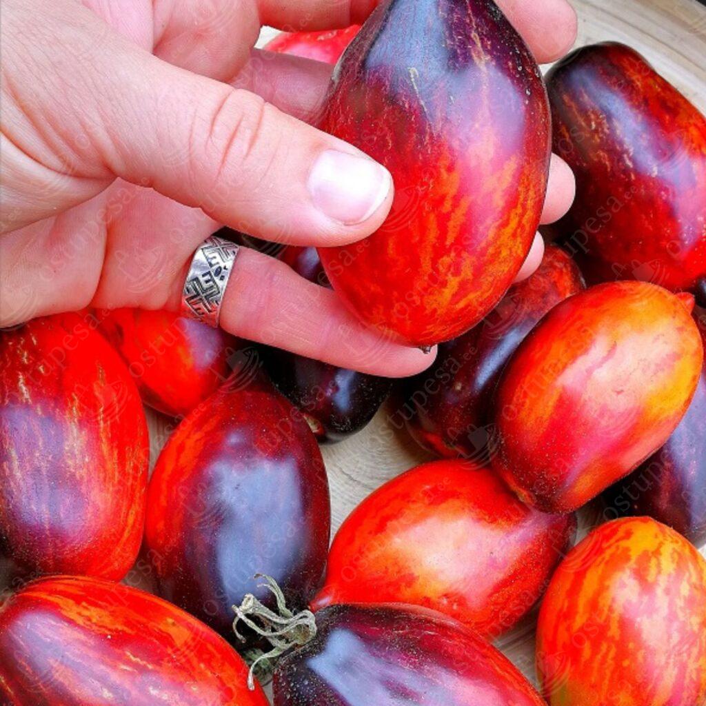 Tomatiseemned “Gargamel”, 10 tk pakis