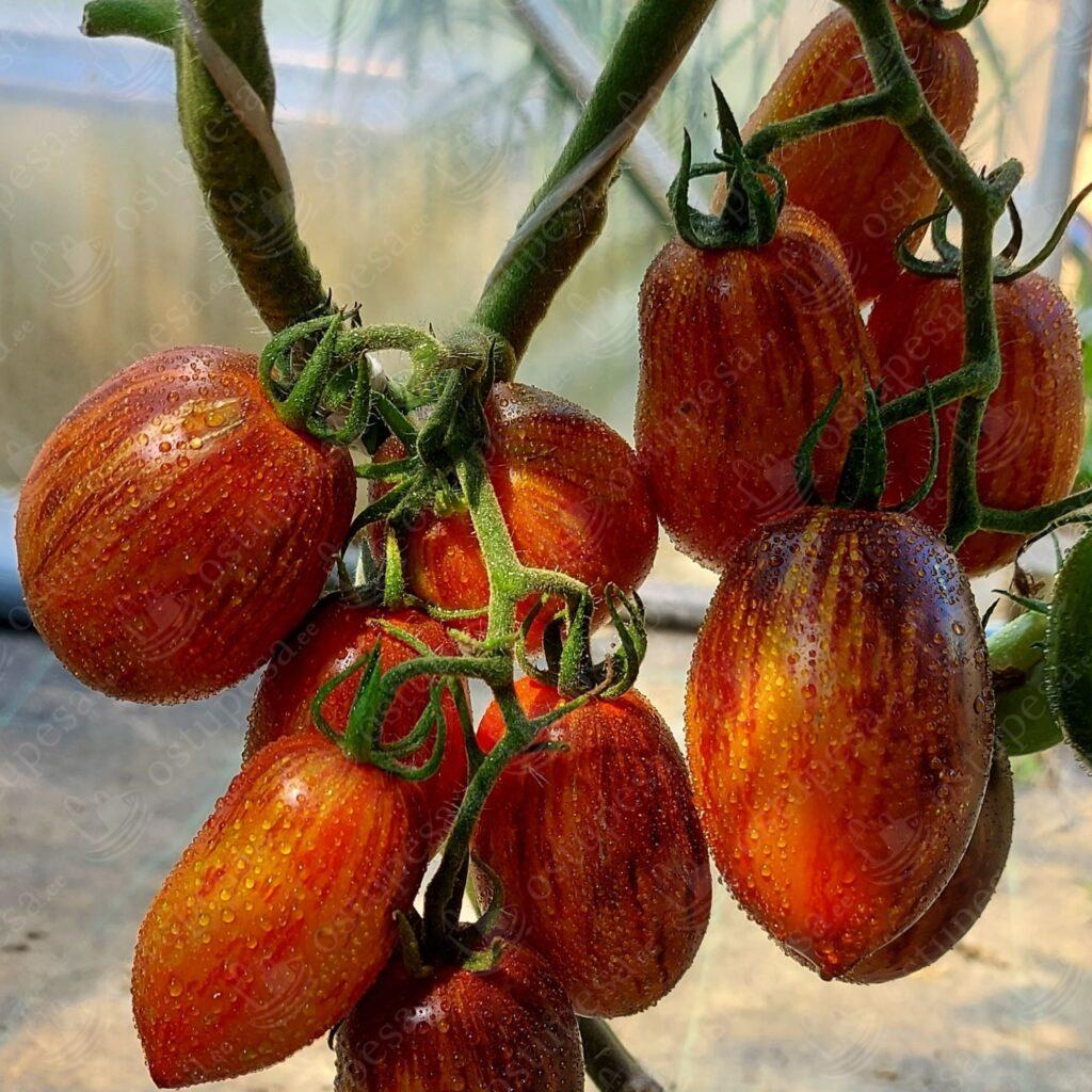 Tomatiseemned “Gargamel”, 10 tk pakis